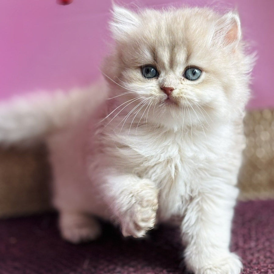 Shanti British Longhair female, lilac golden shaded