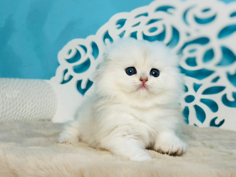 Winssent Scottish Fold male black silver chinchilla - live animals
