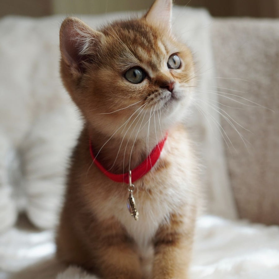 Valentine British Shorthair male, chocolate golden ticked tabby