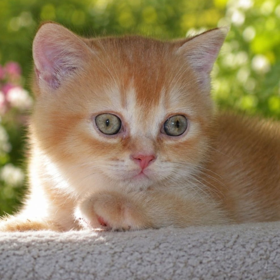 Oliver Scottish Straight male, red ticked tabby
