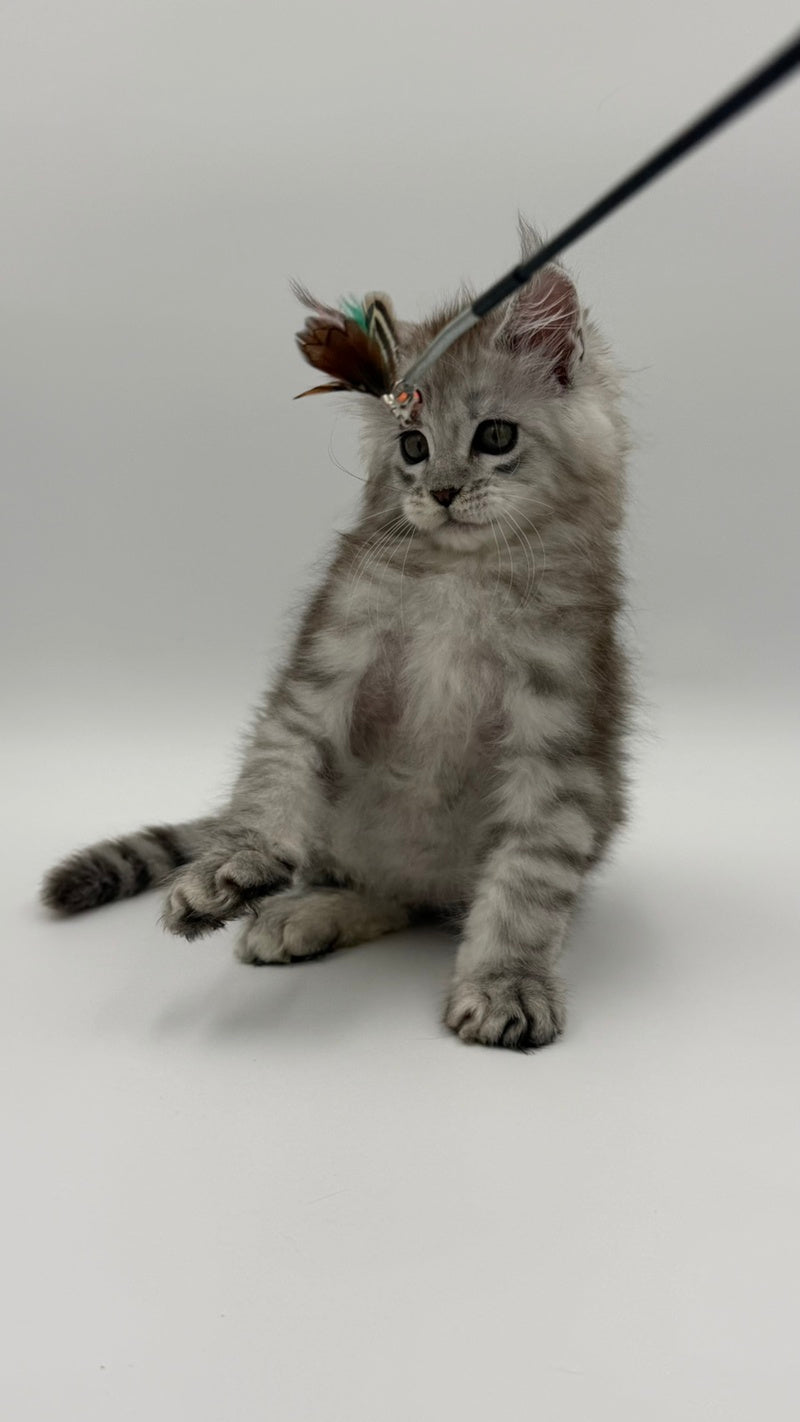 Million Maine Coon male, black silver spotted tabby