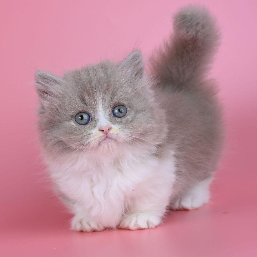 Iriska Munchkin female, lilac tortie bicolour