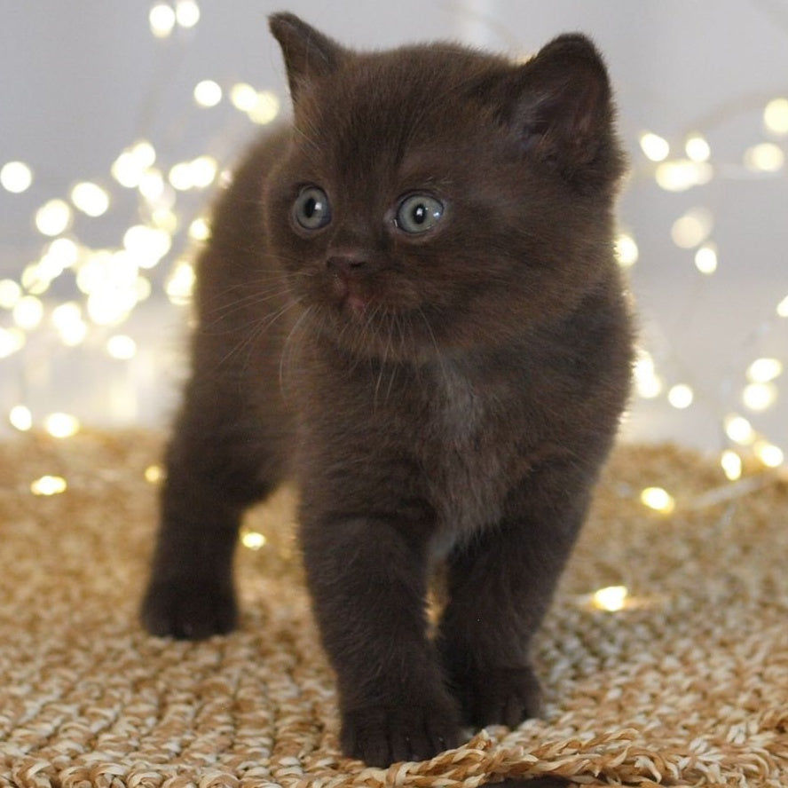 Patrick British Shorthair male, chocolate