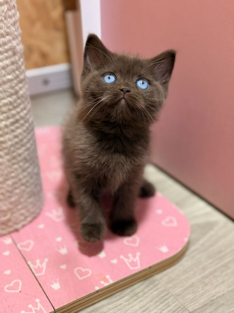 Jasmine British Shorthair female, chocolate
