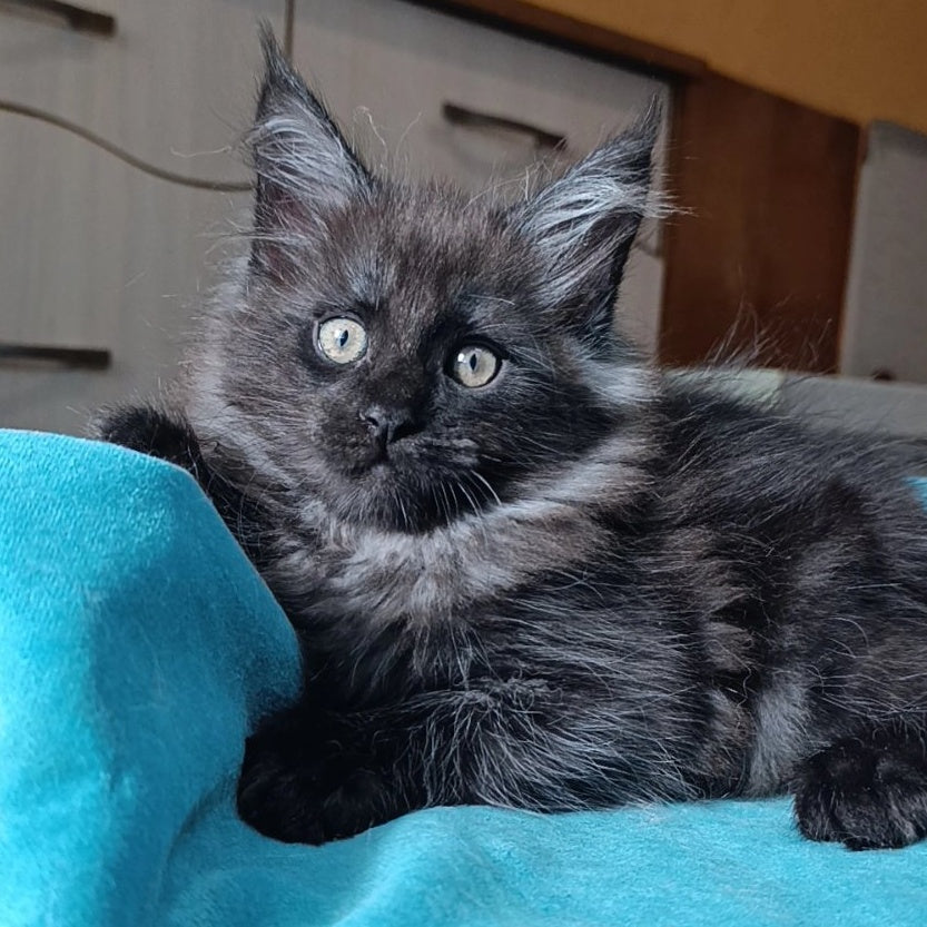 Quick Silver Maine Coon male, black silver