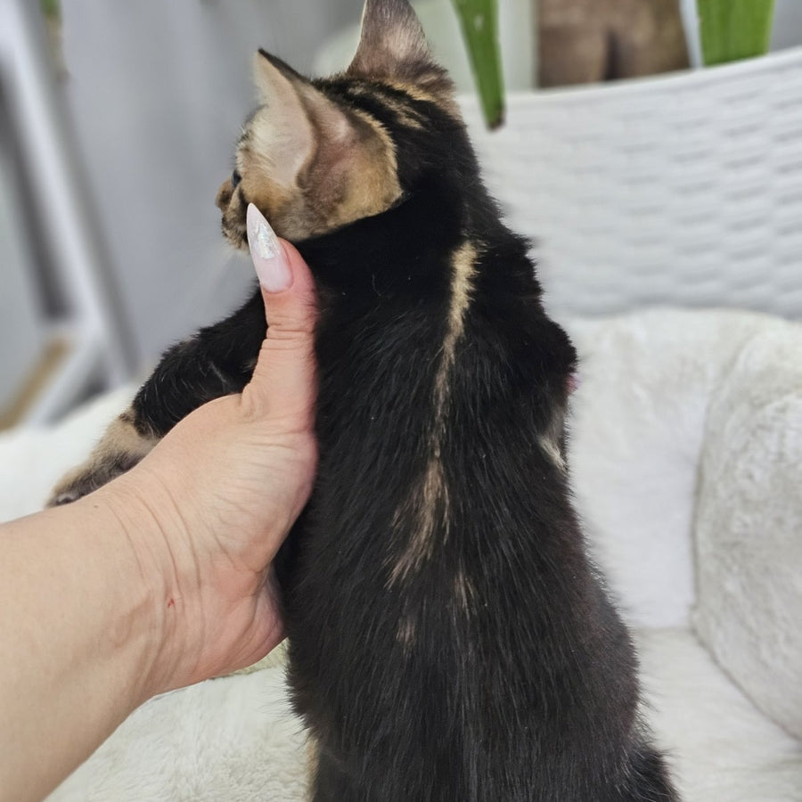 Toblerone Bengal male, black tabby