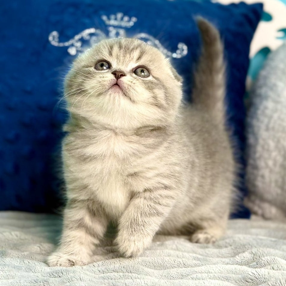 Junior Scottish Fold male, blue tabby pointed