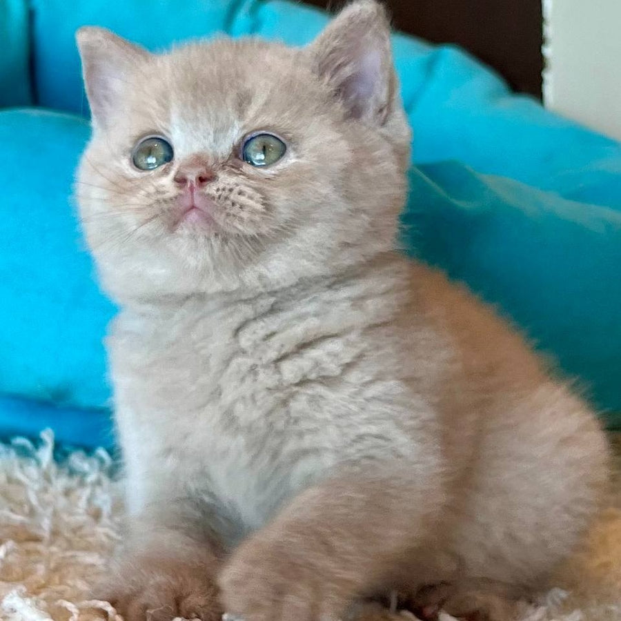 Pamela British Shorthair female, fawn