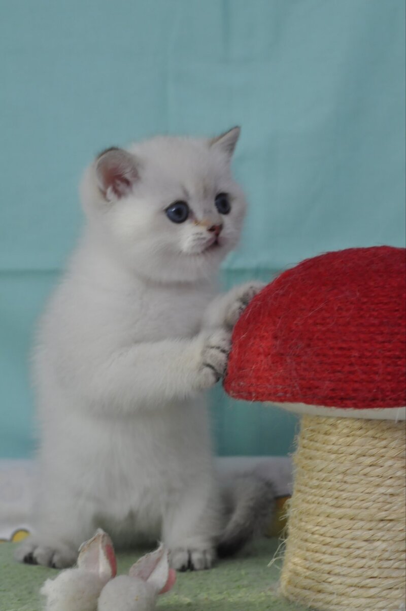 Limon British Shorthair male black golden shaded pointed - live animals