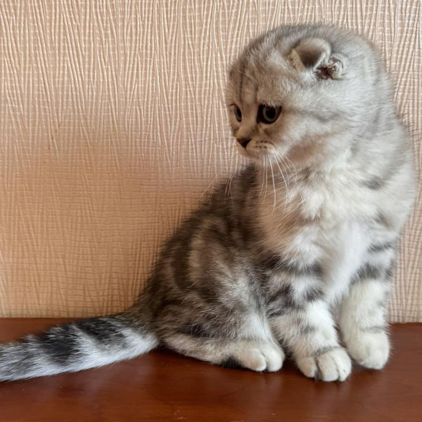 Shanti Scottish Fold female, black silver tabby