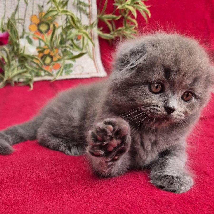 Max Scottish Fold male, blue