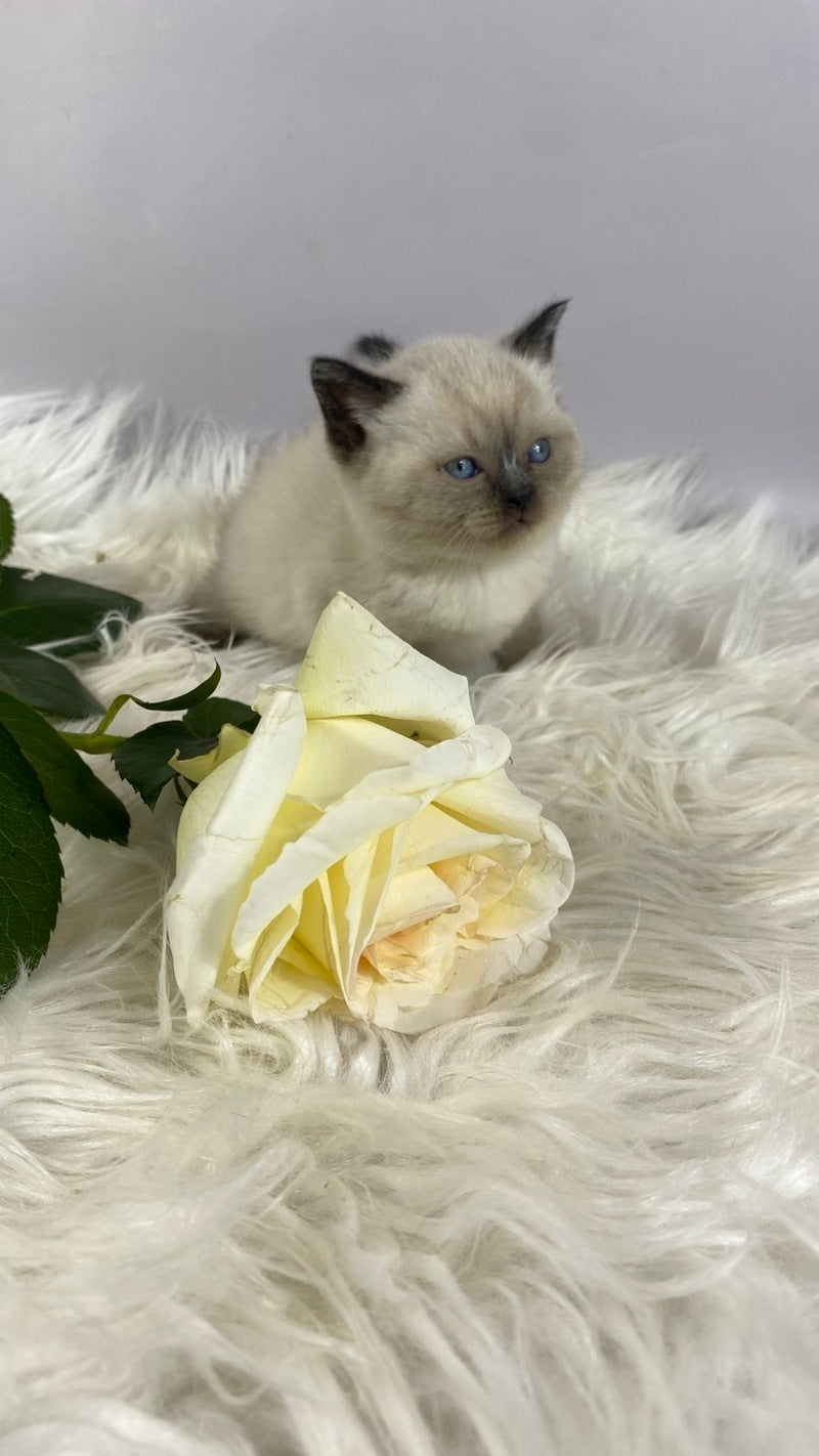 Dolce Vita Scottish Straight female, black pointed