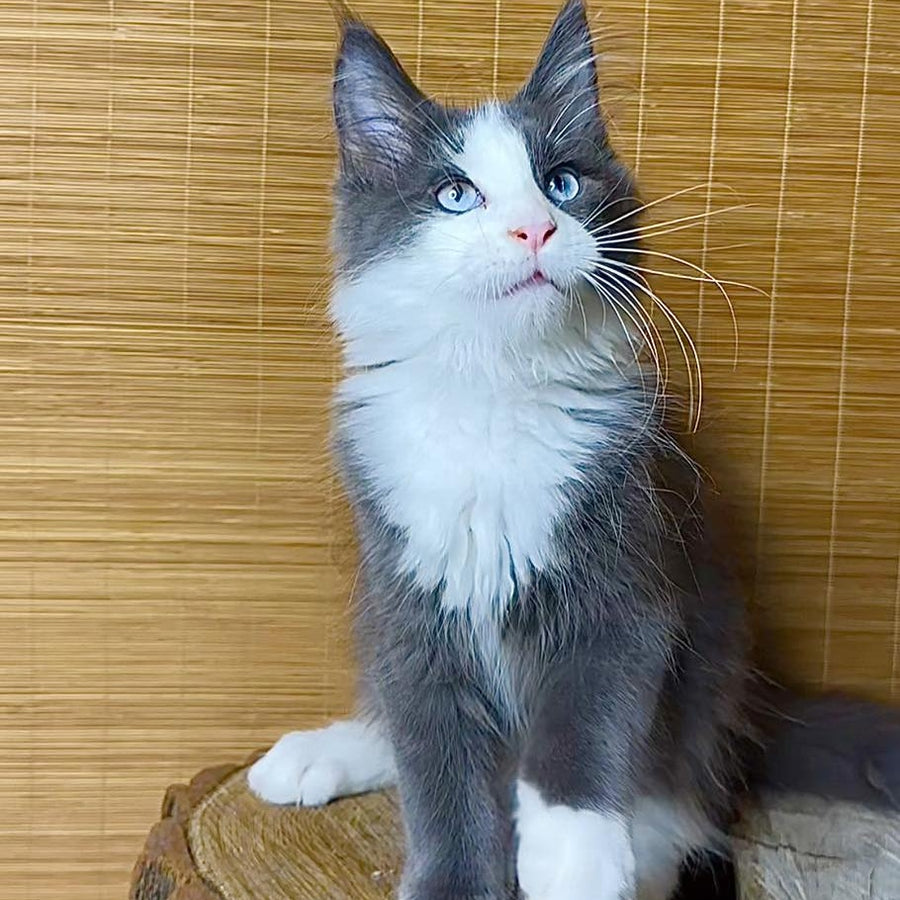 Lel Maine Coon male, blue bicolour