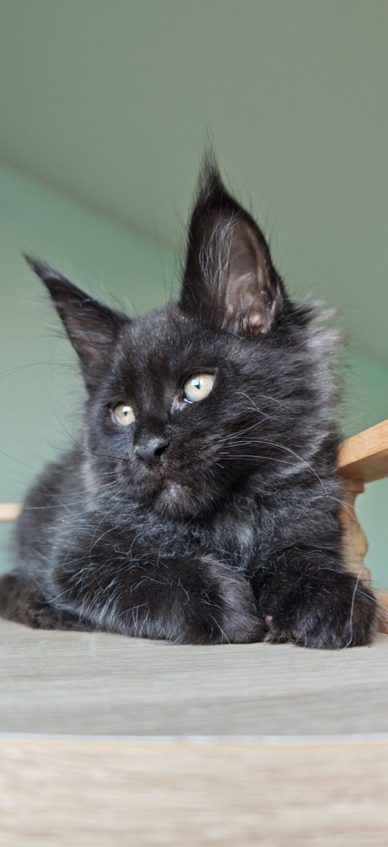 Genry Maine Coon male, black