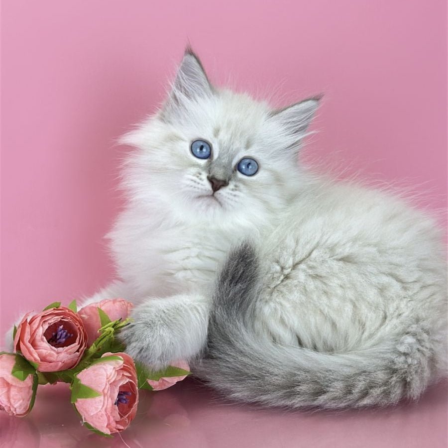 Zenia Siberian female, blue tabby pointed