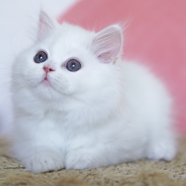 Qimby Scottish Straight male, white