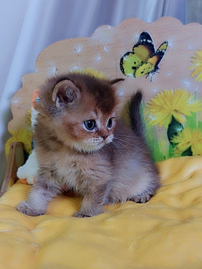 Orion Scottish Straight male, chocolate golden ticked tabby