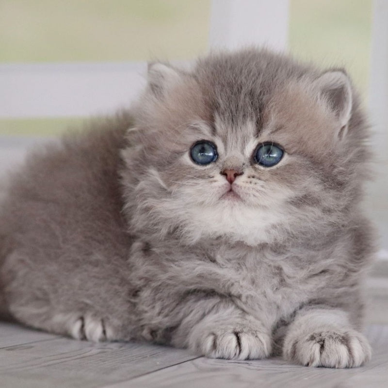 Ximena British Longhair female, blue golden shaded