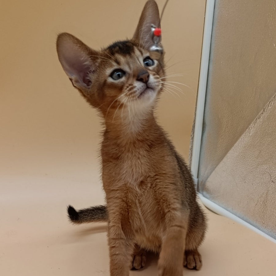 Morgan Abyssinian male, ruddy