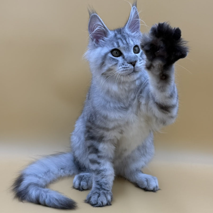 Marcel Maine Coon male, black silver spotted tabby