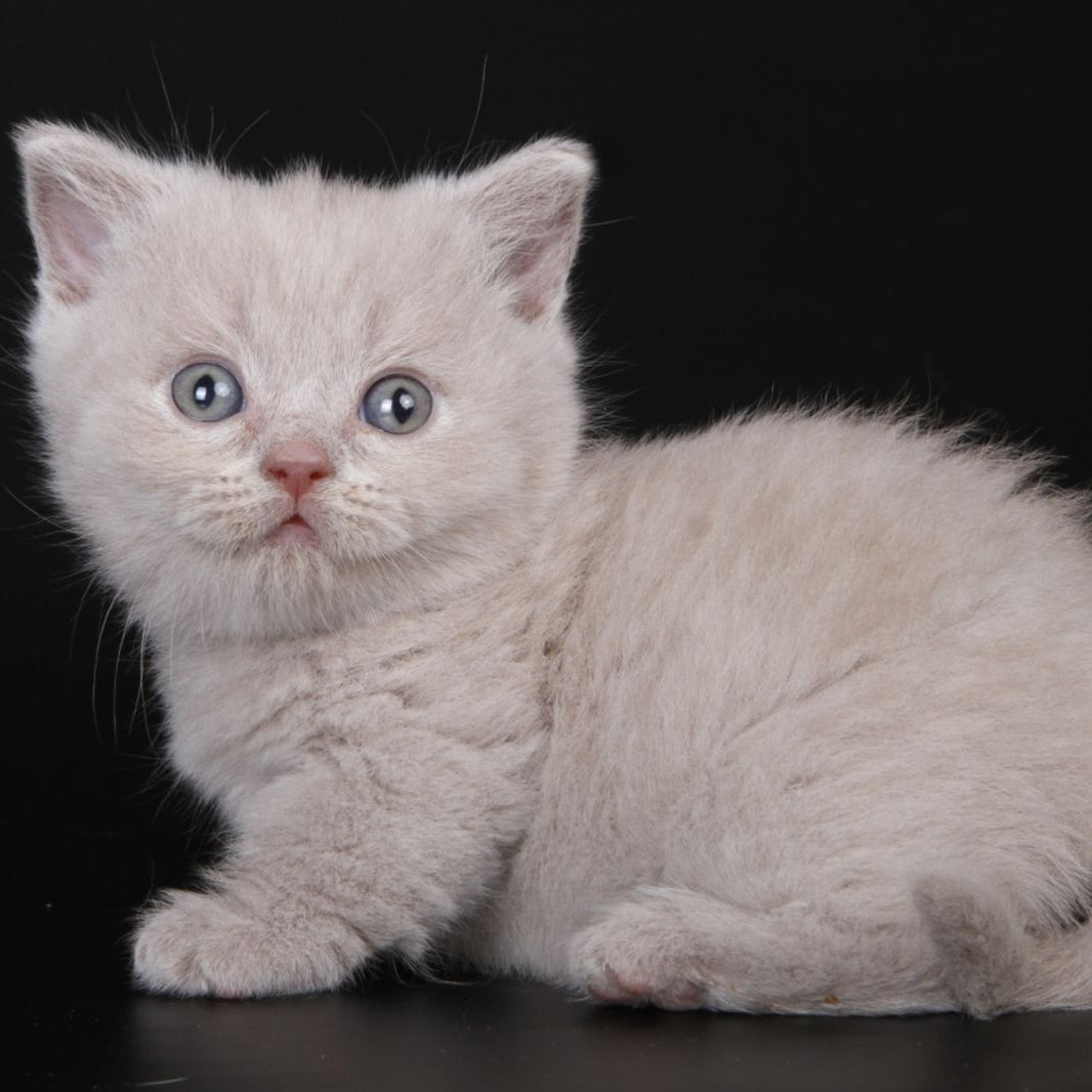 Zyro Munchkin male, lilac