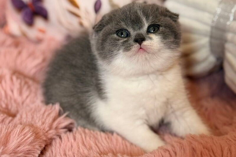 Ponochka Scottish Fold female, blue bicolour
