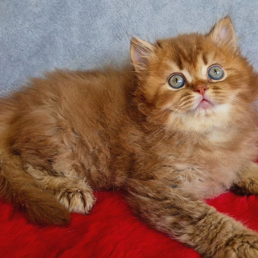 Dustin British Longhair male, chocolate golden ticked tabby