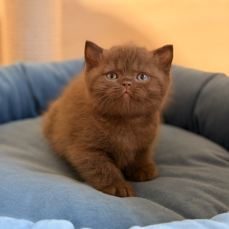 Asher British Shorthair male, chocolate