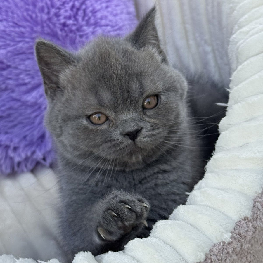 Vanessa Scottish Straight female, blue