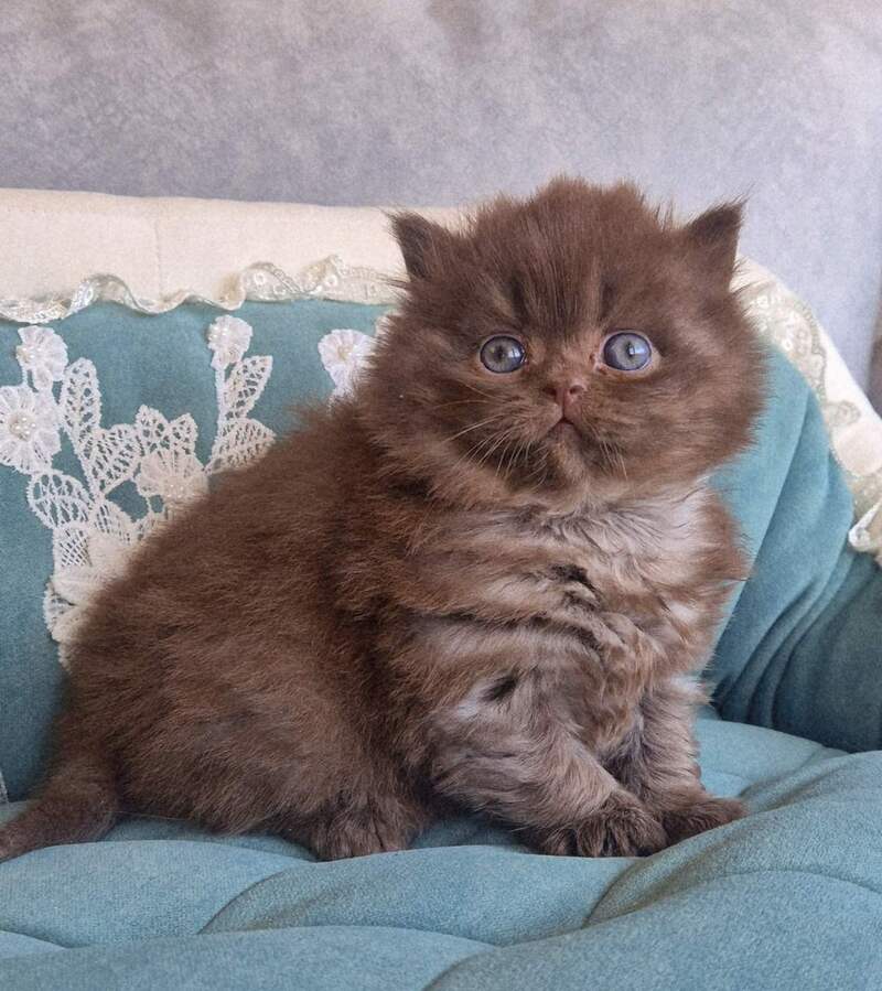 Baron British Longhair male chocolate - live animals