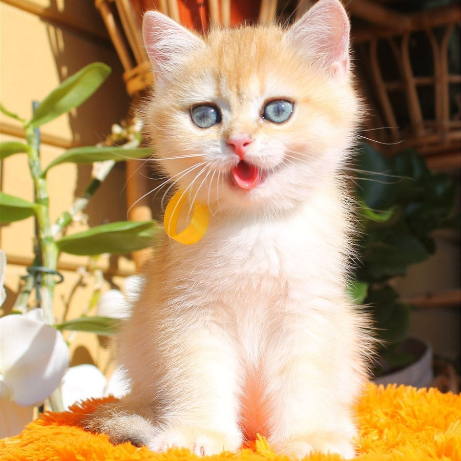 Hloya British Shorthair female, black golden chinchilla