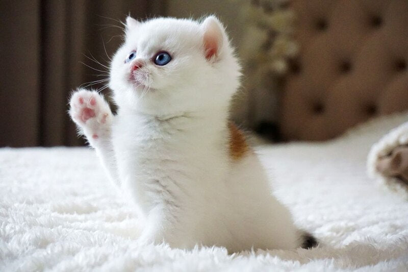 Indigo British Shorthair male, black golden shaded van