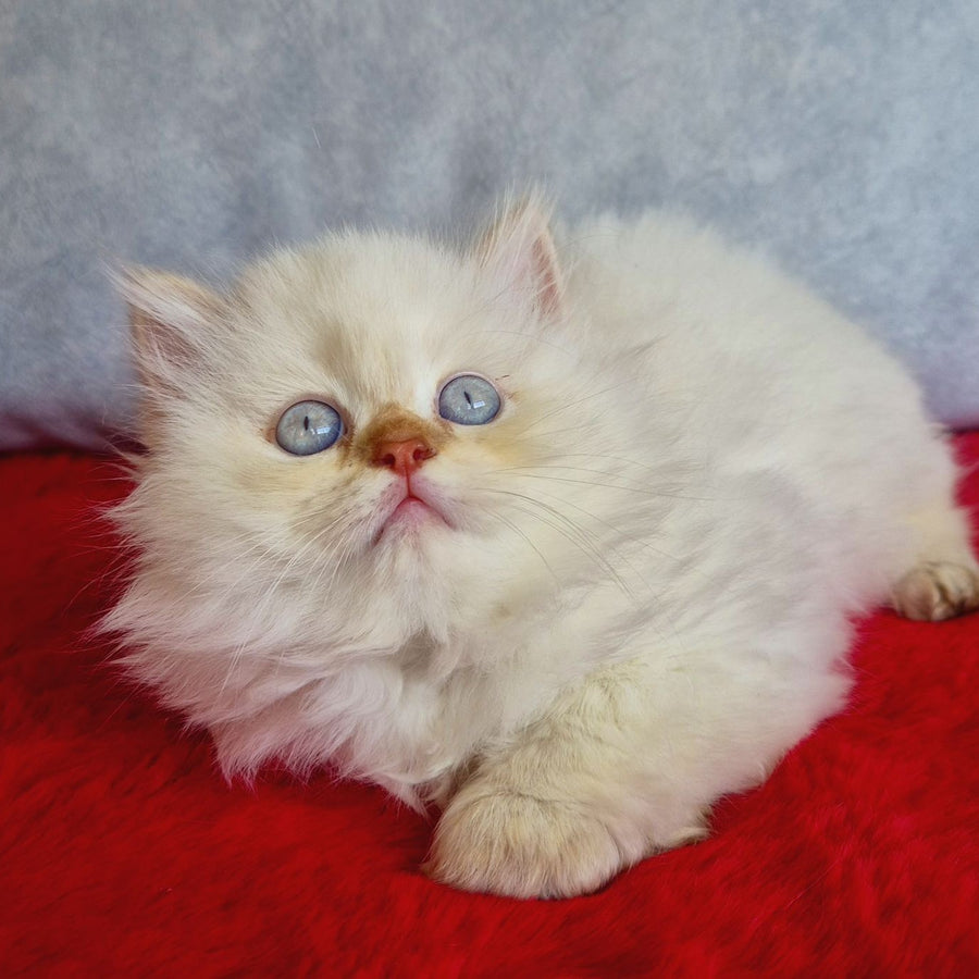 Diana British Longhair female, chocolate golden shaded pointed