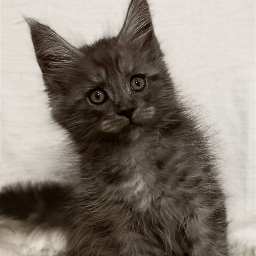 Forensic Maine Coon male, black silver