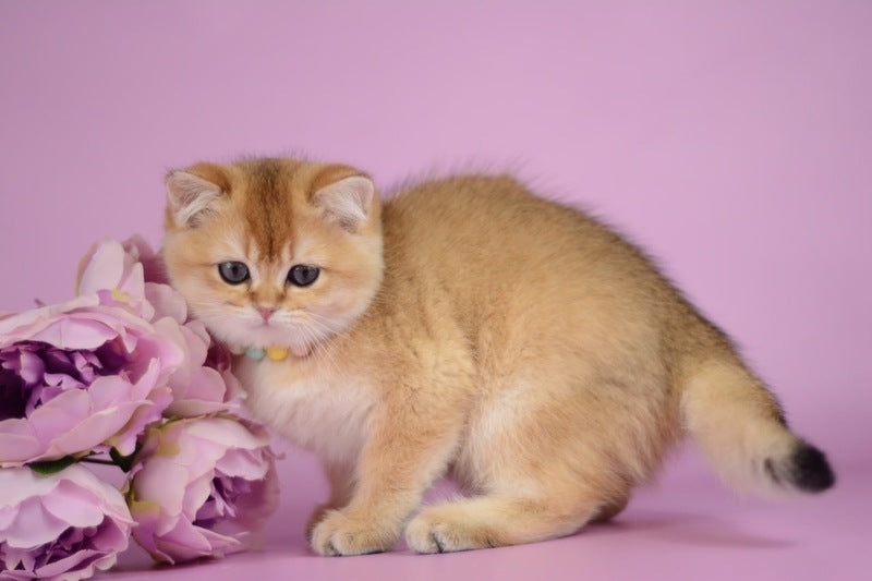Vesta British Shorthair female black golden shaded - live animals