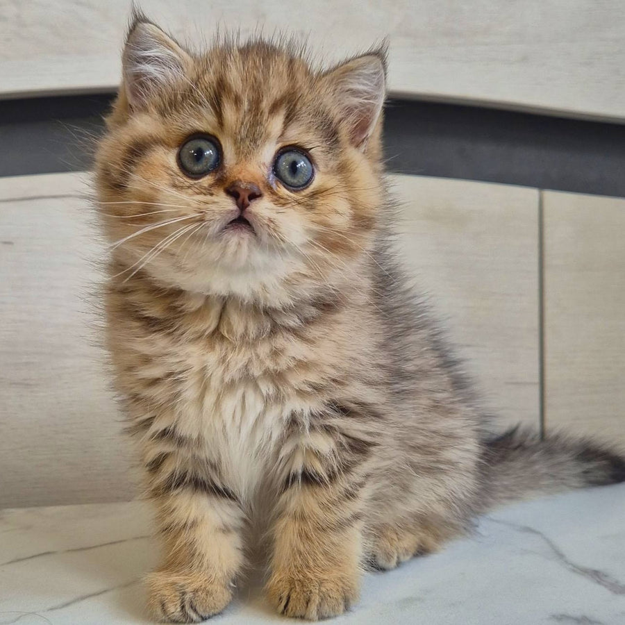 Mark British Shorthair male, black golden spotted tabby