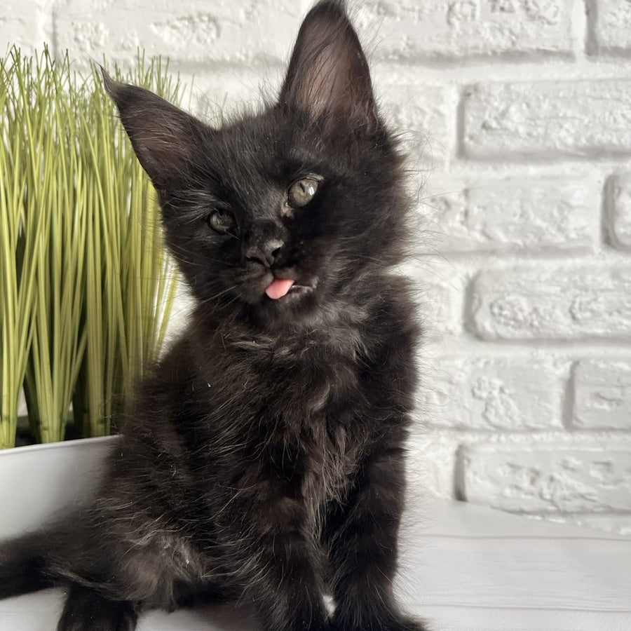 Kenzo Maine Coon male, black