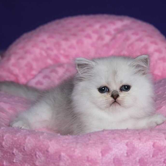 Hanna Persian female, black silver shaded