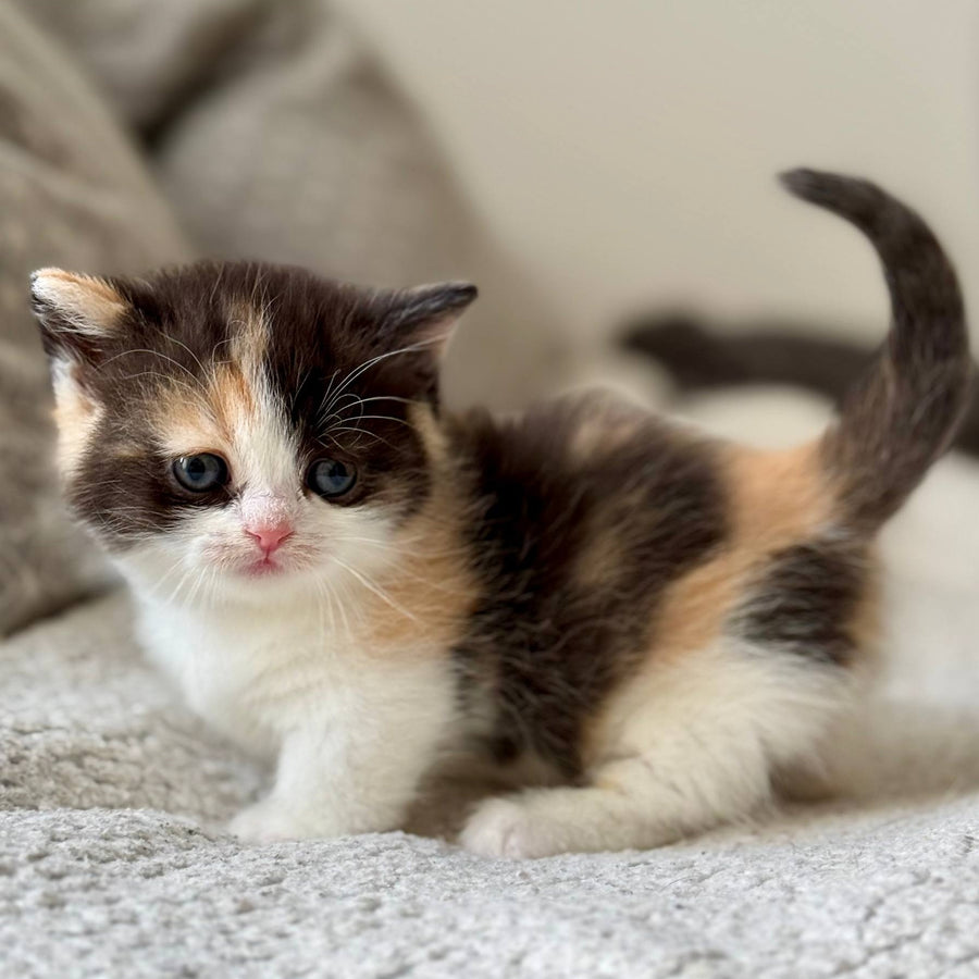 Bibi Munchkin female, black tortie bicolour