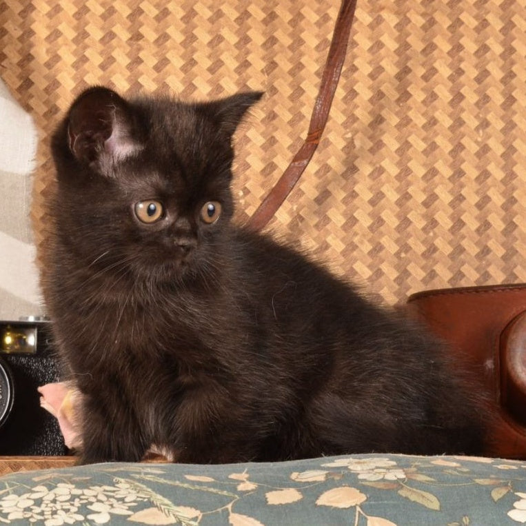 Natan Scottish Straight male, black