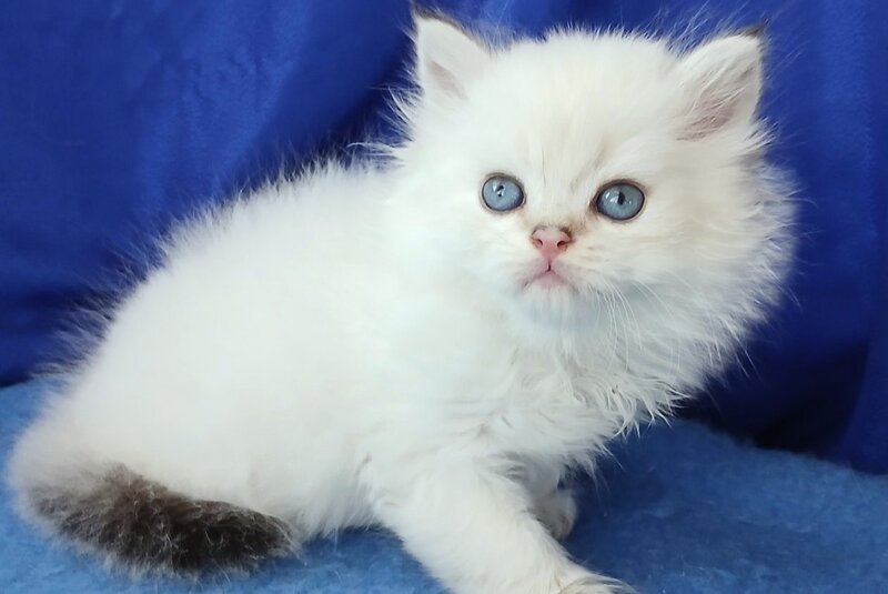 Lotos British Longhair male, black golden shaded pointed