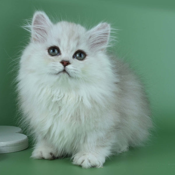 Jane Munchkin female, chocolate silver shaded
