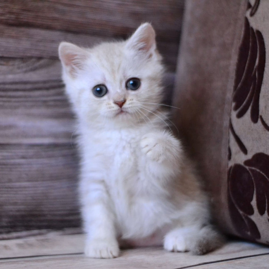 Holly British Shorthair female, blue silver tabby
