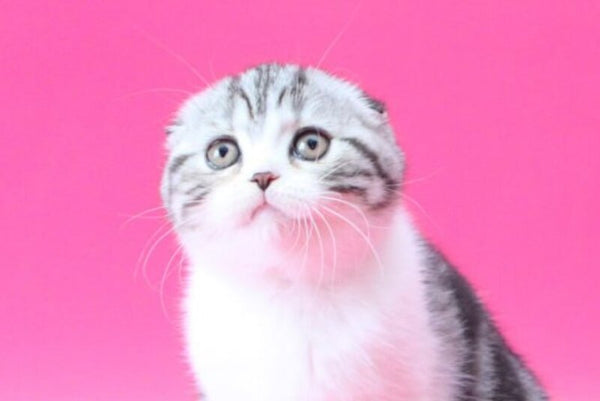Rihanna Scottish Fold female black silver tabby bicolour live animals