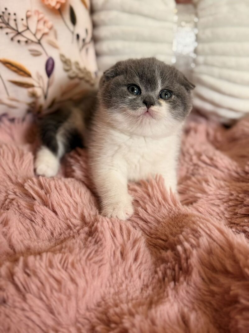 Ponochka Scottish Fold female, blue bicolour