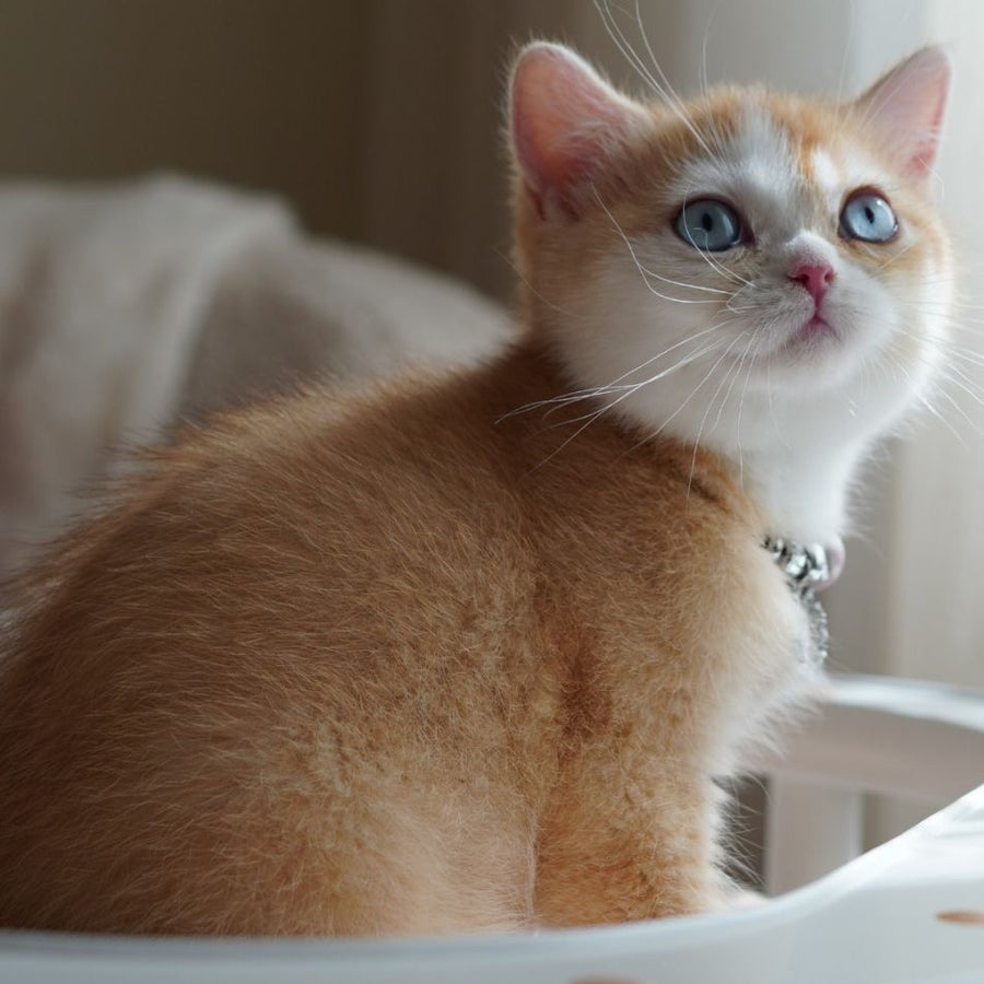 Veronica British Shorthair female, chocolate tortie golden chinchilla with white