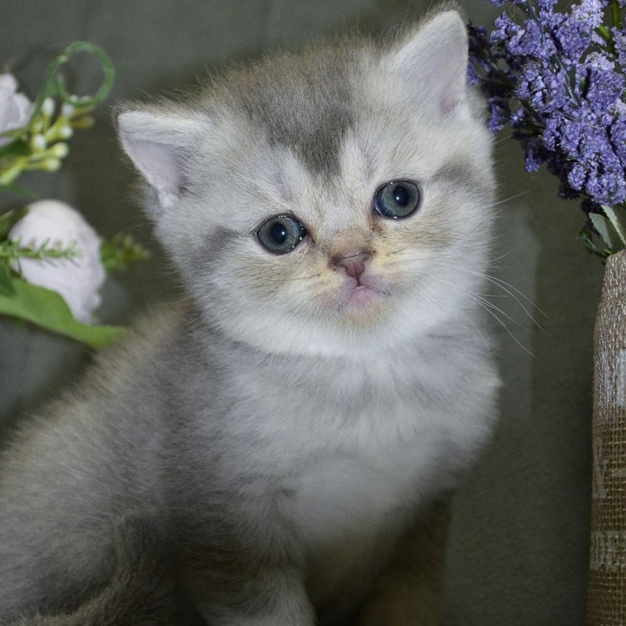 Alina Scottish Straight female, blue silver shaded
