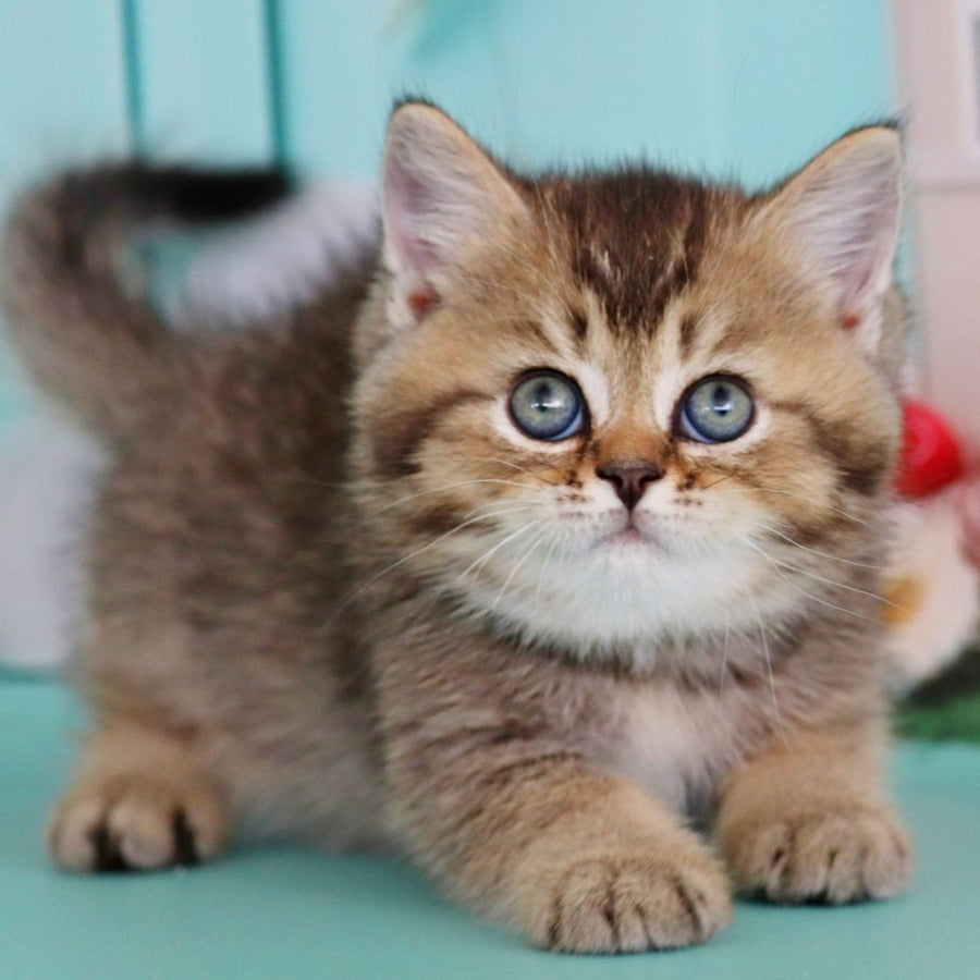 Xander British Shorthair male, black ticked tabby