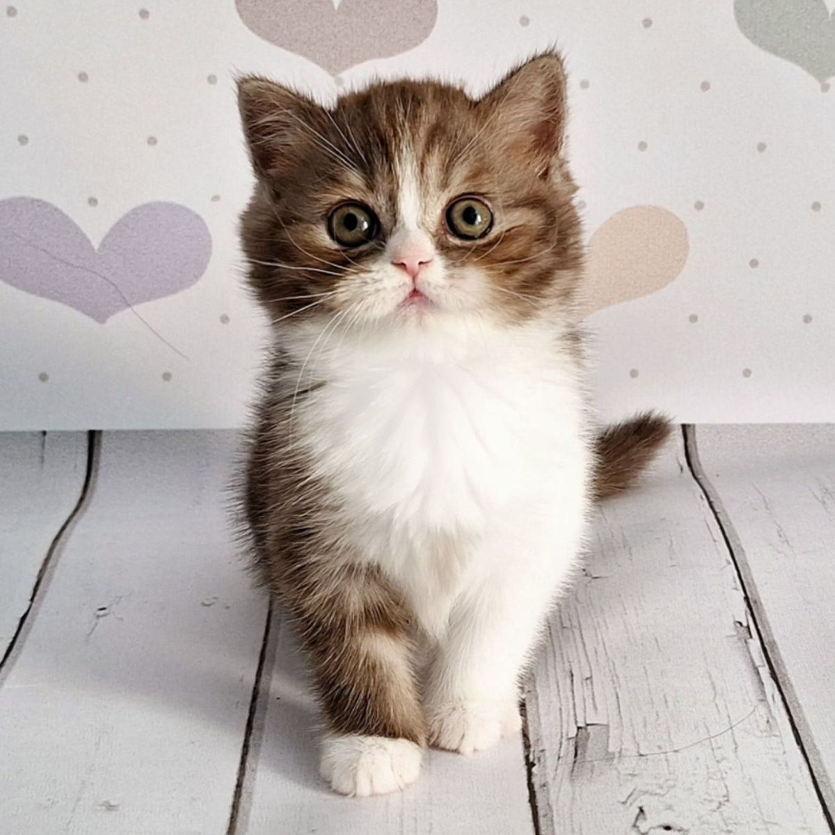 Blossom Scottish Straight male, chocolate tabby bicolour
