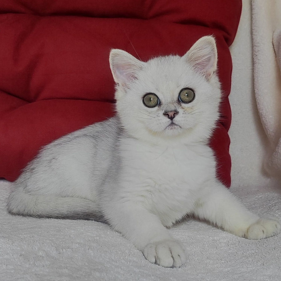 Xan Scottish Straight male, blue silver ticked tabby